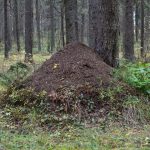 Explore the natural beauty of an anthill nestled in a lush Syktyvkar forest.
