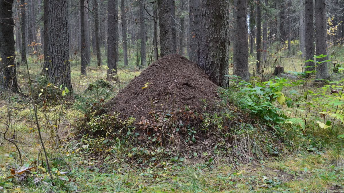 Explore the natural beauty of an anthill nestled in a lush Syktyvkar forest.